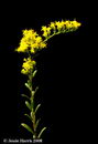 Solidago Shortii